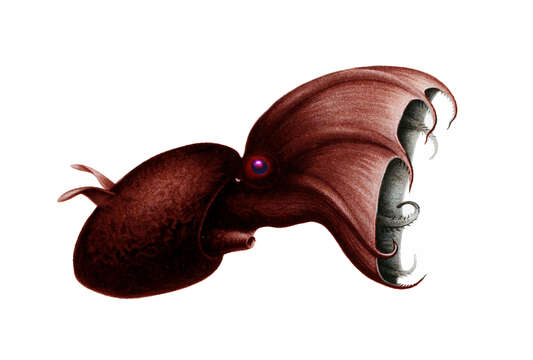 Image of Vampyroteuthis Chun 1903