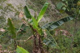 Image de figue banane