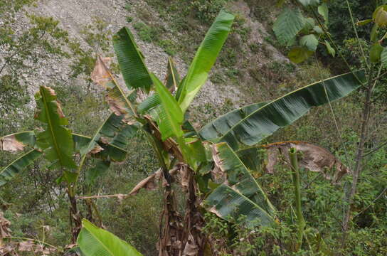 Image of edible banana