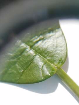 Image of Hoya australis subsp. tenuipes (K. Hill) P. I. Forster & D. J. Liddle