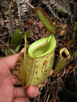 Image of Nepenthes hookeriana Lindl.