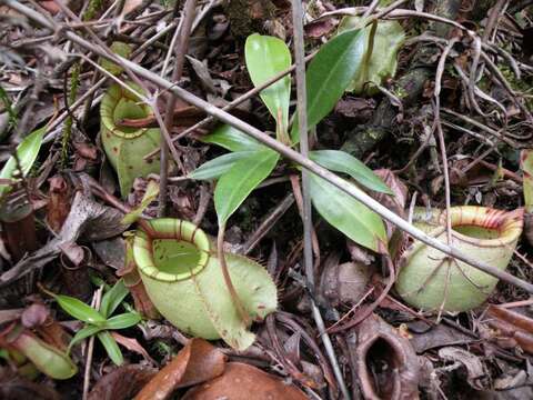 Image of Nepenthes hookeriana Lindl.