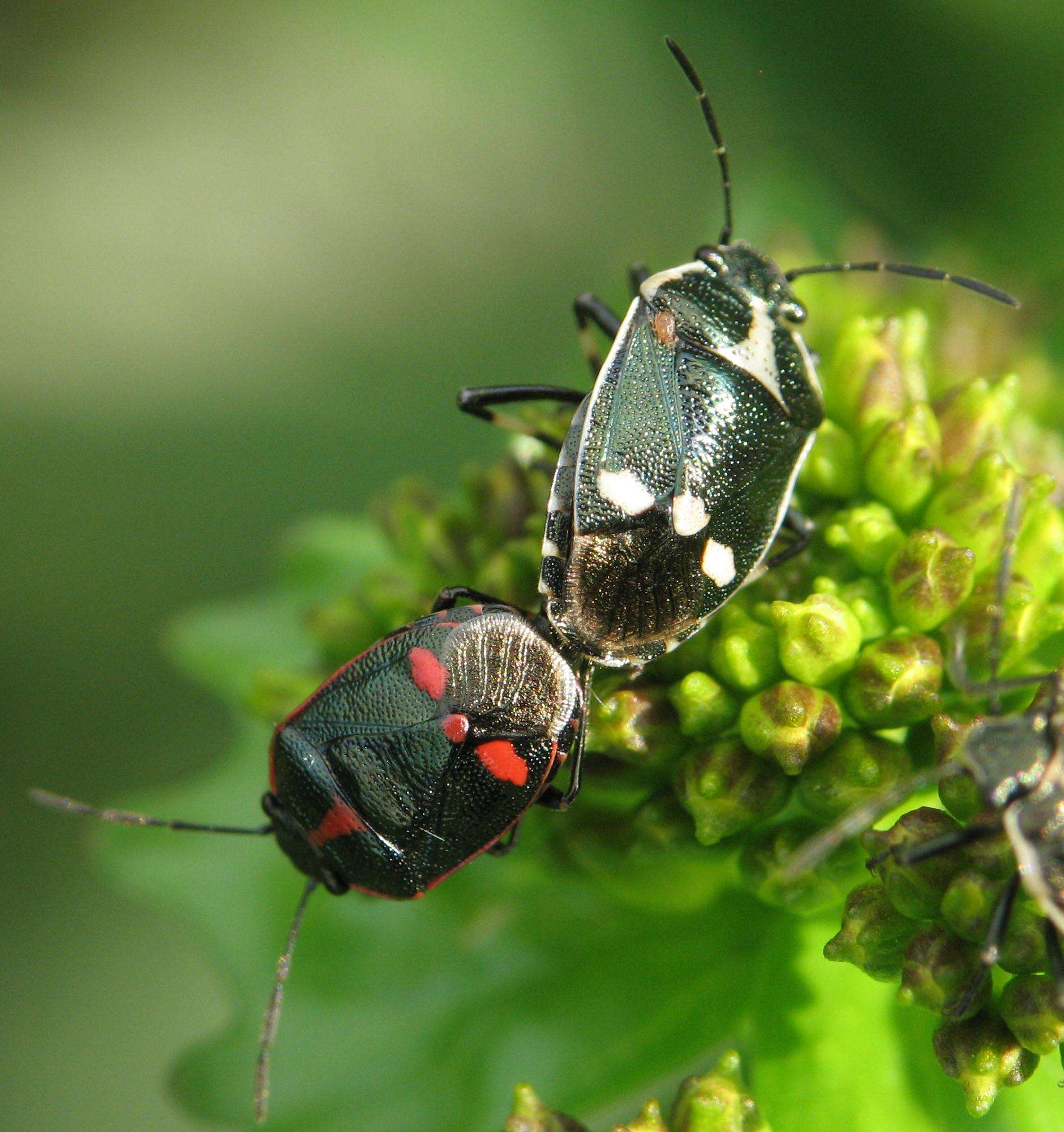 Image of <i>Eurydema oleracea</i>