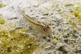 Image of Common Triplefin