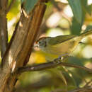 Image of Gray-eyed Greenlet