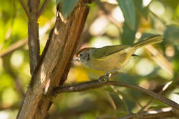 صورة Hylophilus amaurocephalus (Nordmann 1835)