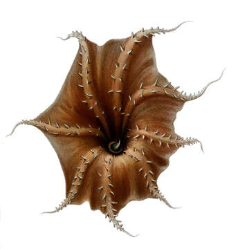 Image of Vampyroteuthis Chun 1903