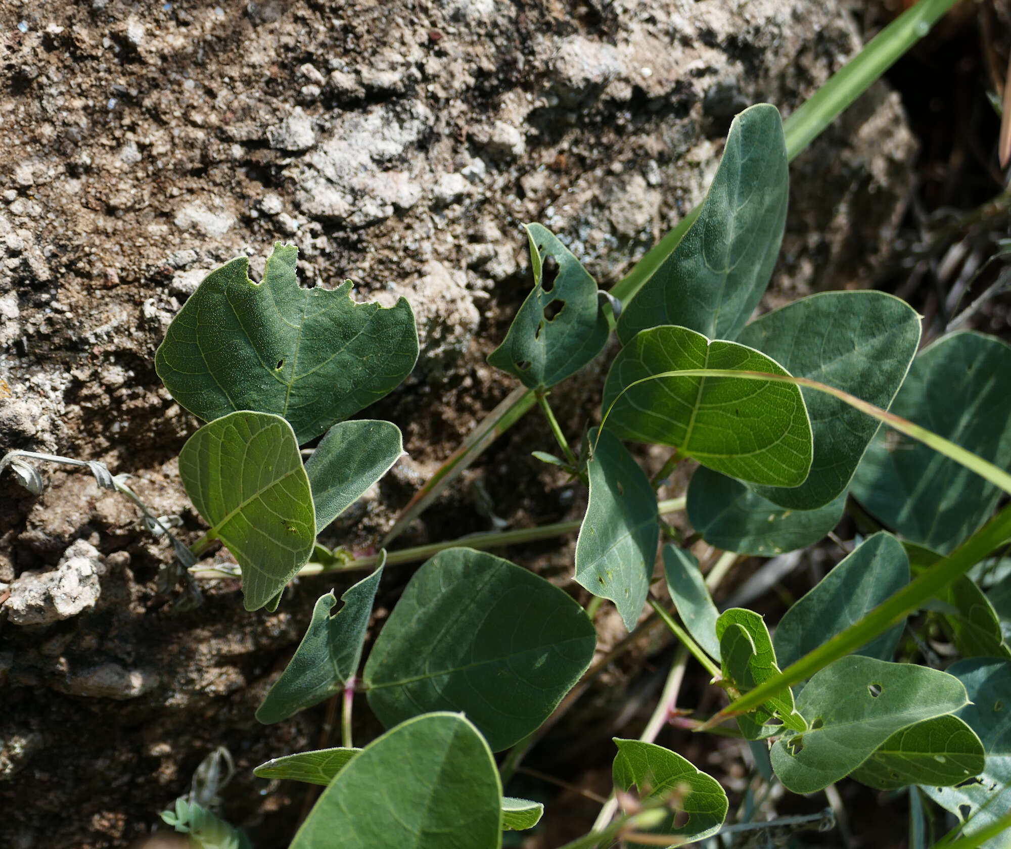 Image of spotted bean