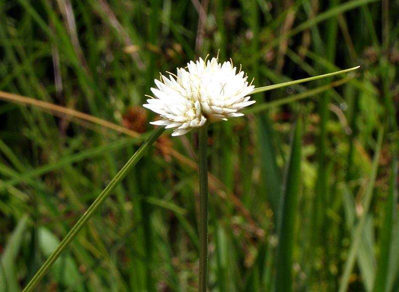 Image of Cyperus ascocapensis Bauters