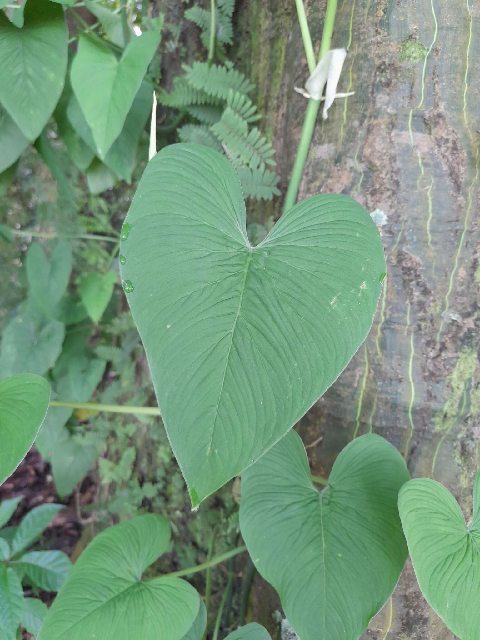 Philodendron jacquinii Schott的圖片