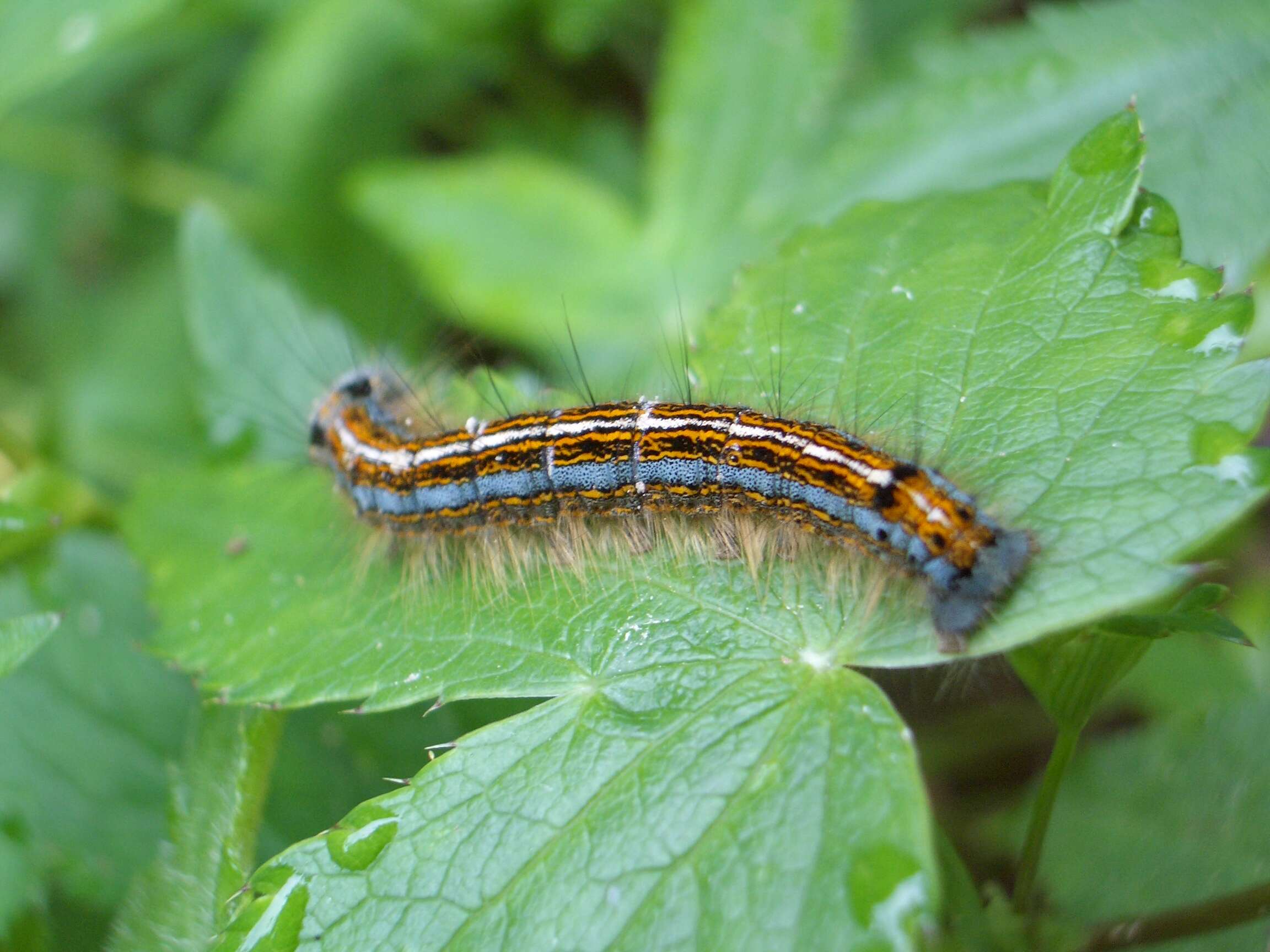 Image of lackey moth