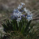 Image of Hyacinthus orientalis subsp. orientalis