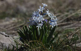 Слика од Hyacinthus orientalis subsp. orientalis