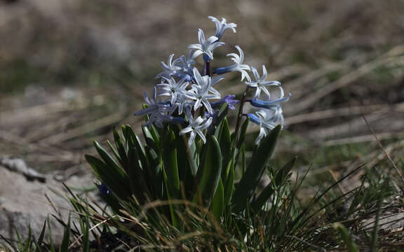 Image of Hyacinthus orientalis subsp. orientalis