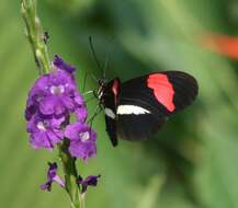 Image of Crimson Patched Longwing