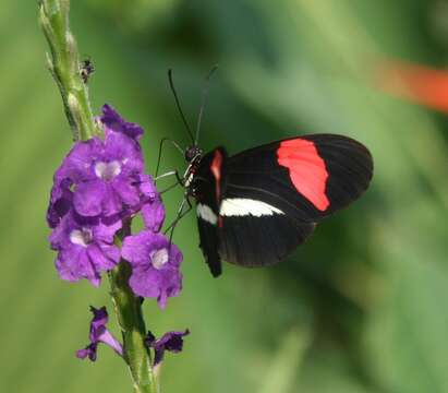 Image of Crimson Patched Longwing