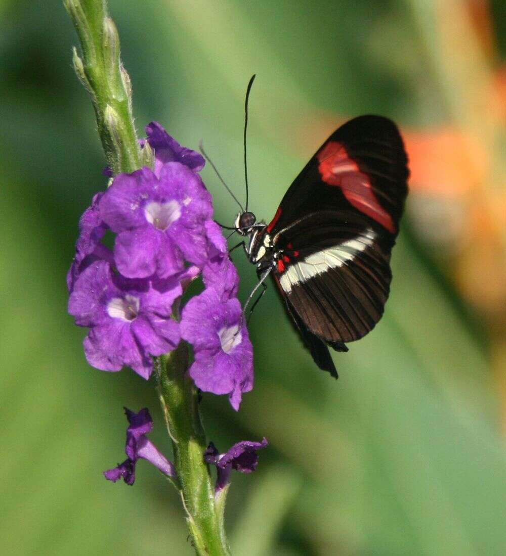 Image of Crimson Patched Longwing