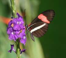 Image of Crimson Patched Longwing