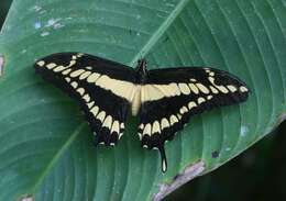 Image of Thoas Swallowtail