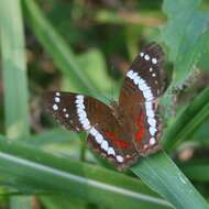 Image of Banded Peacock