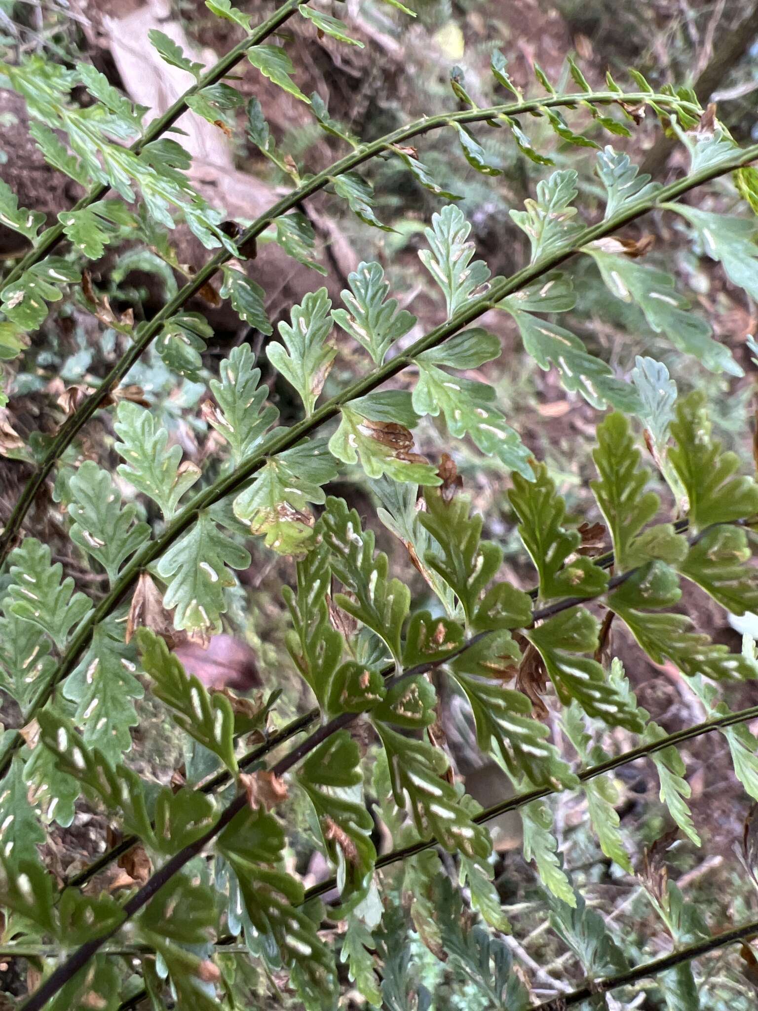 Image of Macrae's Spleenwort