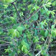 Image of pink snowberry