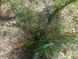 Image of Macrozamia lucida L. A. S. Johnson