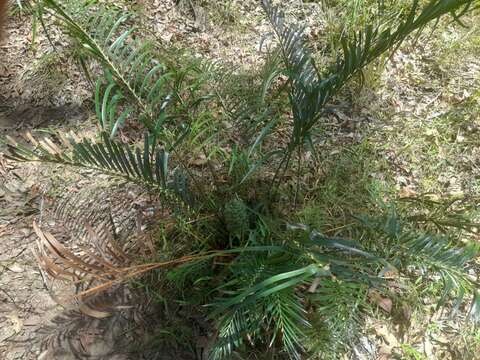 Image of Macrozamia lucida L. A. S. Johnson