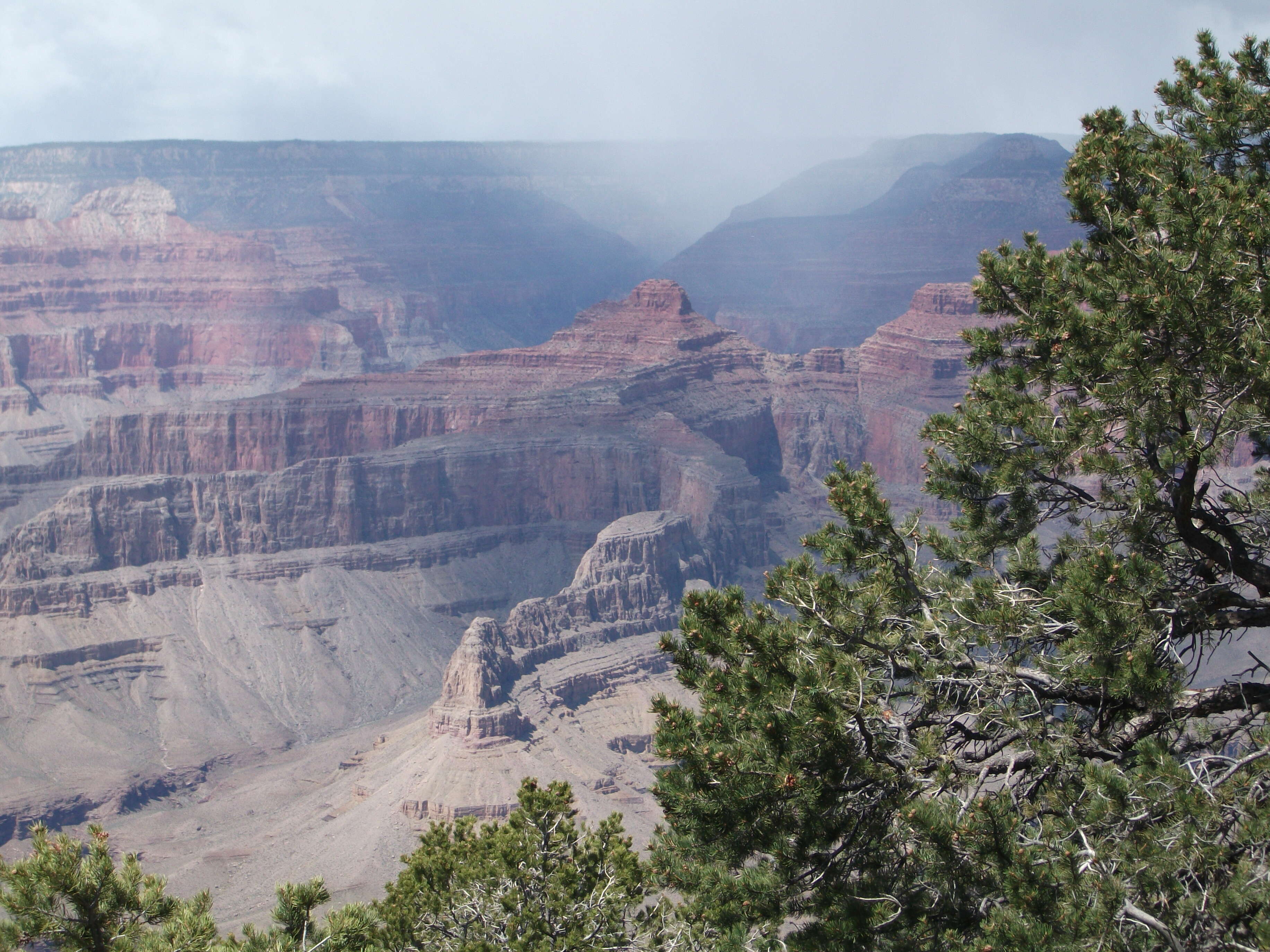 Image of Colorado Pinyon