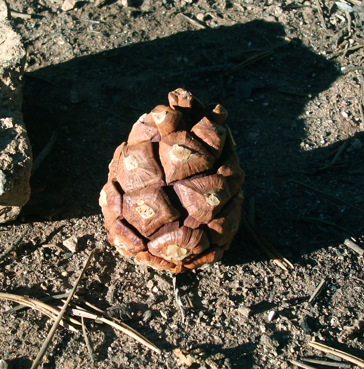 Image of Colorado Pinyon