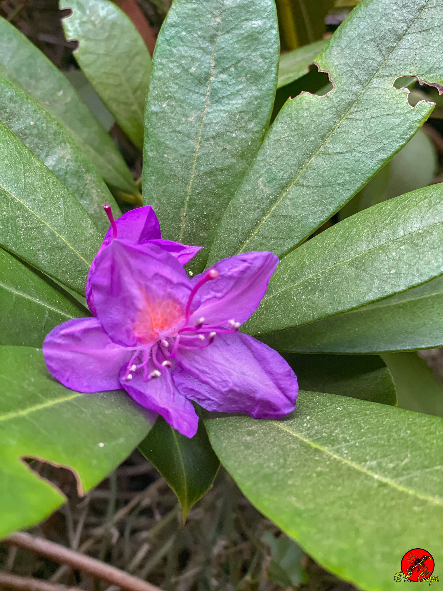 Imagem de Rhododendron ponticum subsp. baeticum (Boiss. & Reuter) Hand.-Mazz.