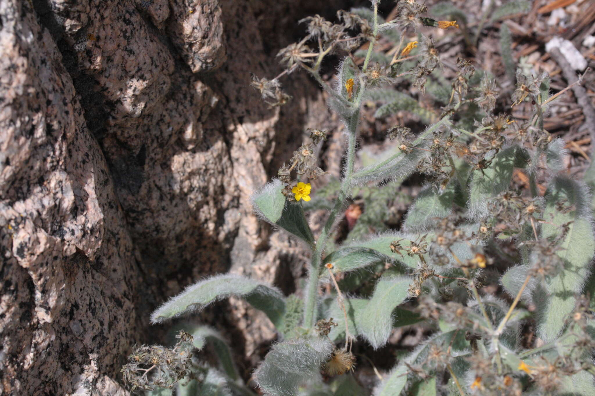 Image of prickly hawkweed