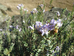 Image of Veronica pimeleoides subsp. faucicola (Kellow & Bayly) Garn.-Jones