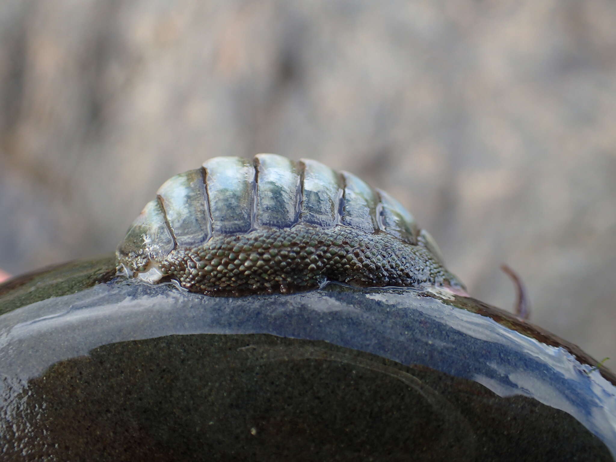 Image of blue green chiton