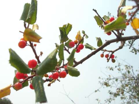 Imagem de Endotropis crocea subsp. ilicifolia (Kellogg) Hauenschild