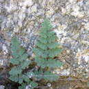 Image of Parry's lipfern