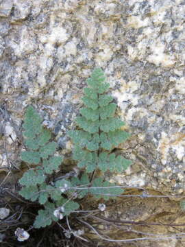 Plancia ëd Myriopteris parryi (D. C. Eat.) Grusz & Windham