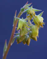 Image of echeveria