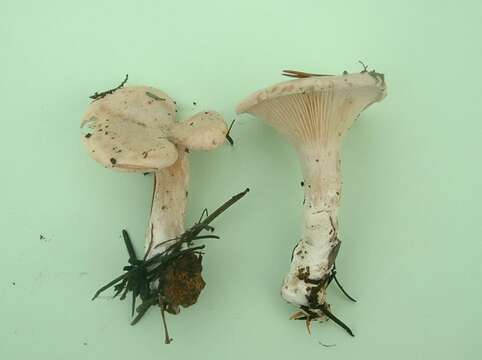 Image of Sweetbread mushroom