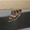 Sivun Grammodes justa Walker 1858 kuva