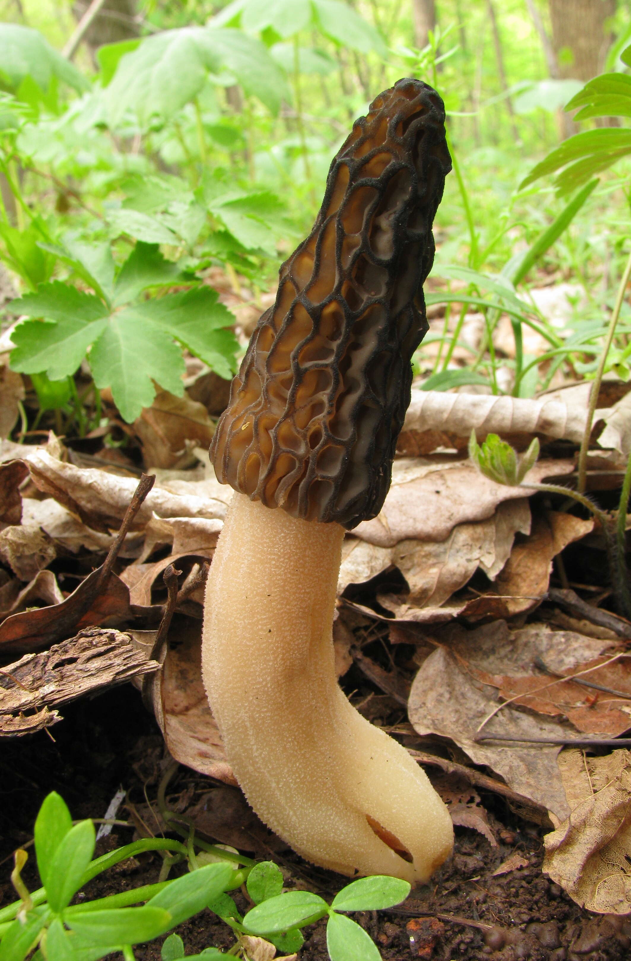 Plancia ëd Morchella angusticeps Peck 1887