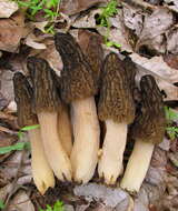 Image of Morchella elata Fr. 1822