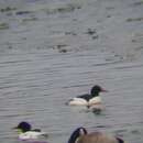 Image of American Common Merganser