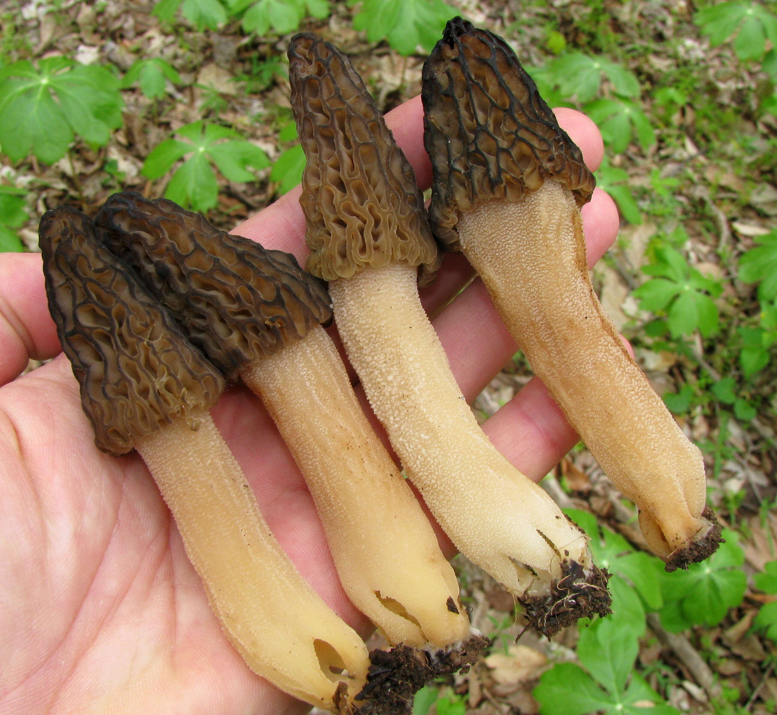 Image of Black Morel