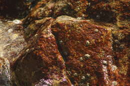 Image of Zebra clingfish
