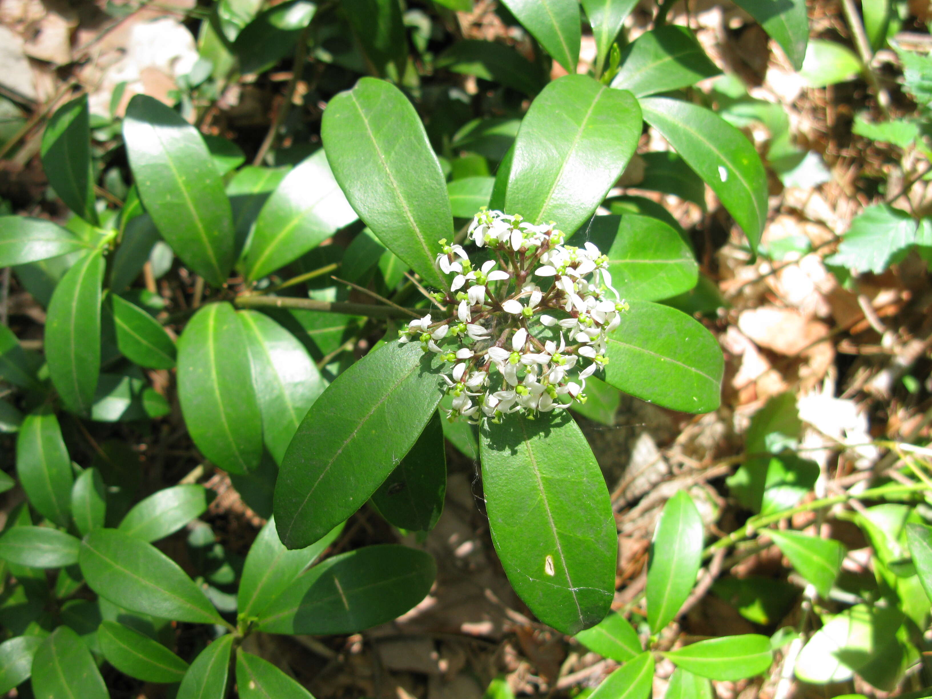 Imagem de Skimmia