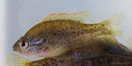 Image of Orangespotted Sunfish