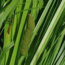 Imagem de Acorus calamus var. americanus Raf.