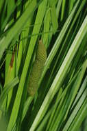 Imagem de Acorus calamus var. americanus Raf.