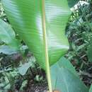 Image of Heliconia episcopalis Vell.